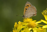 Small Copper