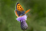 Small Copper