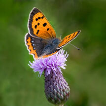 Small Copper