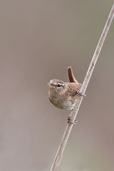 Wren