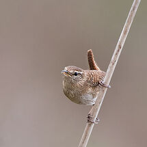 Wren