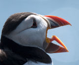 Yawning Puffin