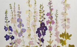 Hollyhocks (sold)