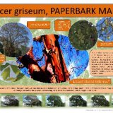 A poster explaining more about the Paperbark Maple