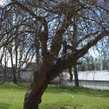 Winter tree