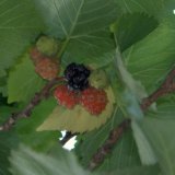 Berries turn from white to red to black when they are fully ripe