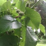 Berries are white and hairy to start with