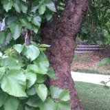 An abundance of leaves and the knarled trunk