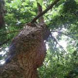 Looking up the trunk into the dense canopy of leaves