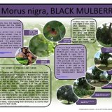 A large posters explained more about the Black Mulberry.