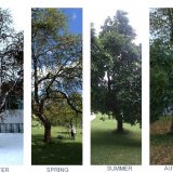 Four seasons of the Black Mulberry