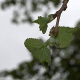 Membrane peeling back from emerging berry