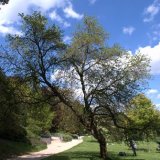Leaves starting to appear in the spring