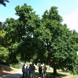 Summer talk under Black Mulberry