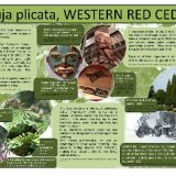 A poster explaining more about the Western Red Cedar