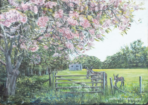 Cherry Blossom and Donkeys