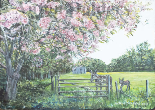 Donkeys and Cherry Blossom