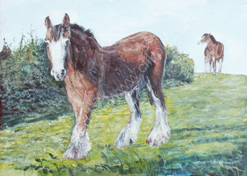 Shire Horses in Lancashire
