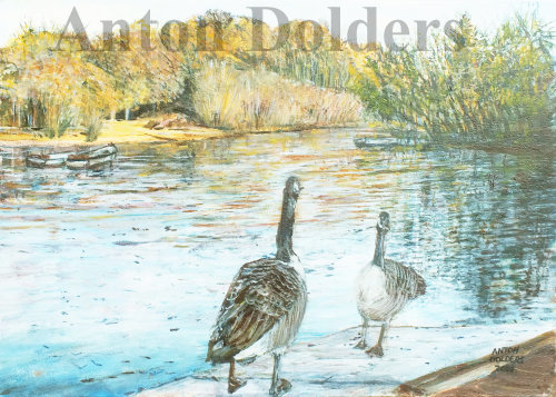 Hollow Pond Canada Geese on Jetty