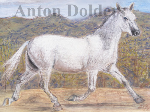 Andalucian Horse