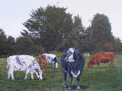 Cows