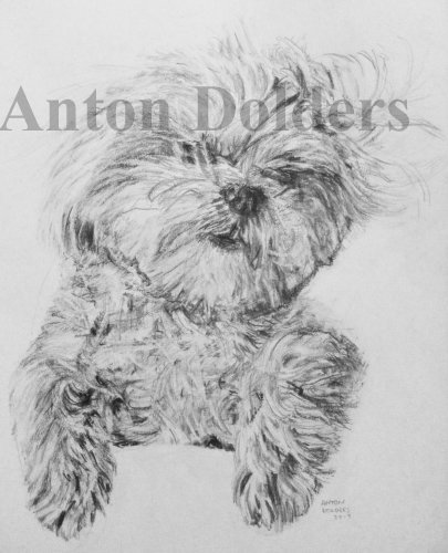 Terrier