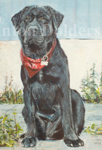 Black Labrador