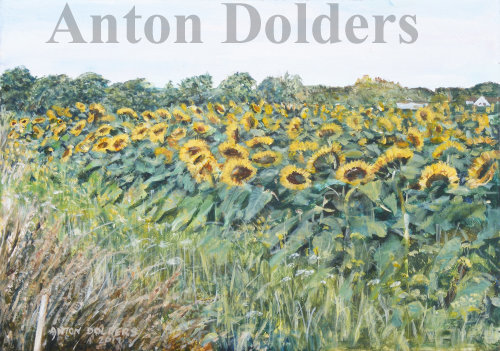 Sunflower Field, Lancashire