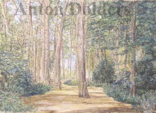 Formby Pinewoods in Pastel A