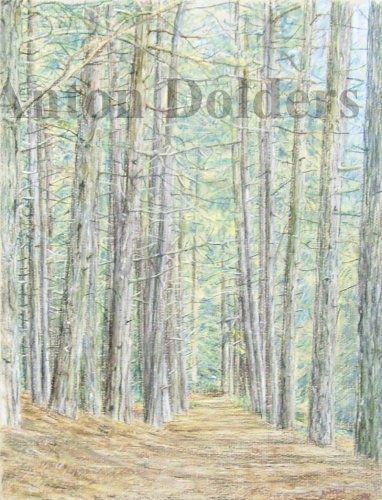 Formby Pinewoods in Pastel B
