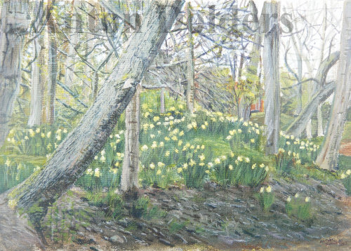 Hesketh Park Daffodils