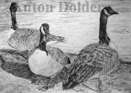 Three Canada Geese at Hollow Pond Pencil Sketch
