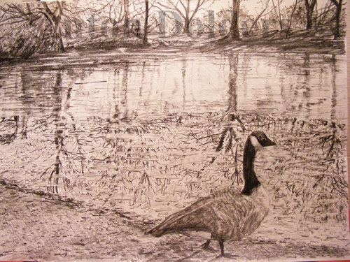 Hollow Pond, Canada Goose, Pencil Sketch