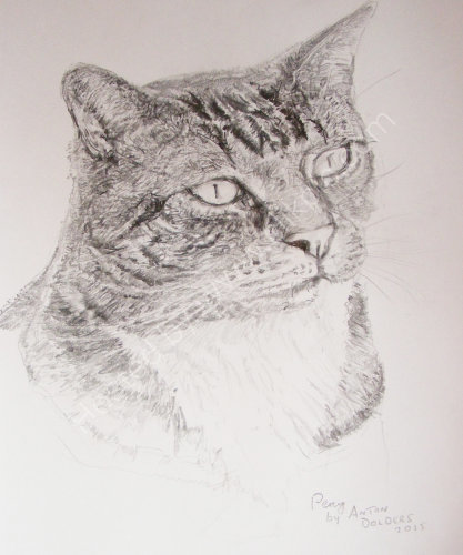 Percy The Cat