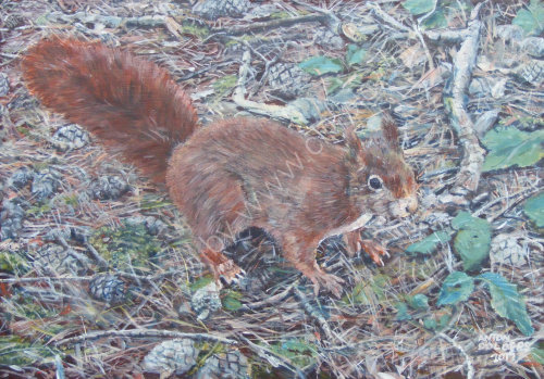 Red Squirrel, Formby Woods