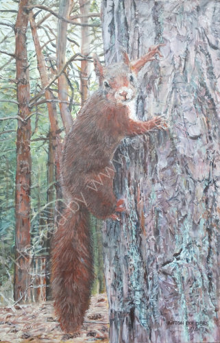 Red  Squirrel Climbing, Formby Pinewoods