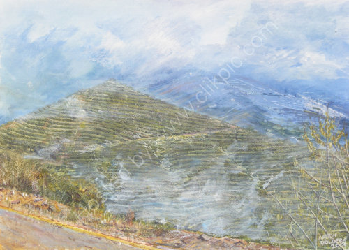 Olive Groves, Gaucin, Andalucia