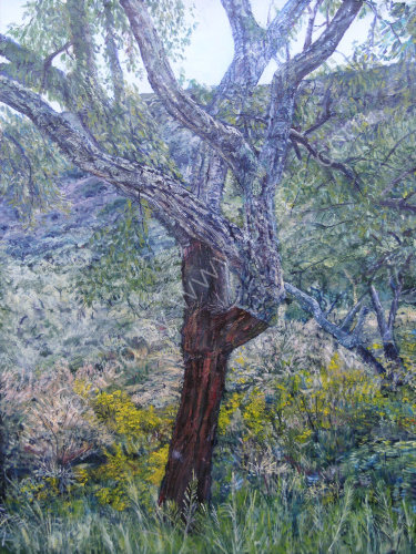 Cork Tree near Ronda