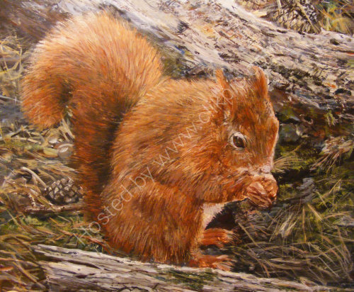 Red Squirrel, Formby