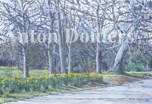 Sefton Park Daffodils C