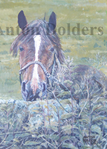 Yorkshire Horse
