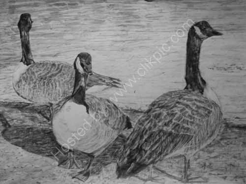 Canada Geese 2009<br>
30.5cm x 40.6cm