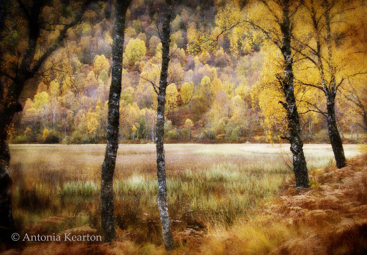 Autumn Gold, Craigellachie