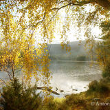 Autumn Gold, Loch an Eilein