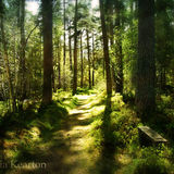 Bench, Curr Woods