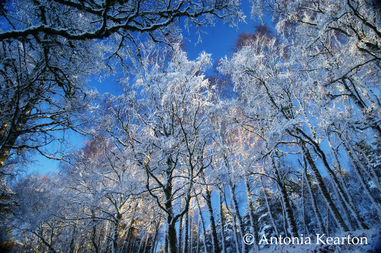 Birches in the Snow