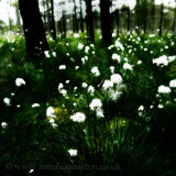 Bog Cotton