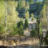 Trees and Grass