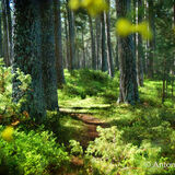 Dell Woods, Spring