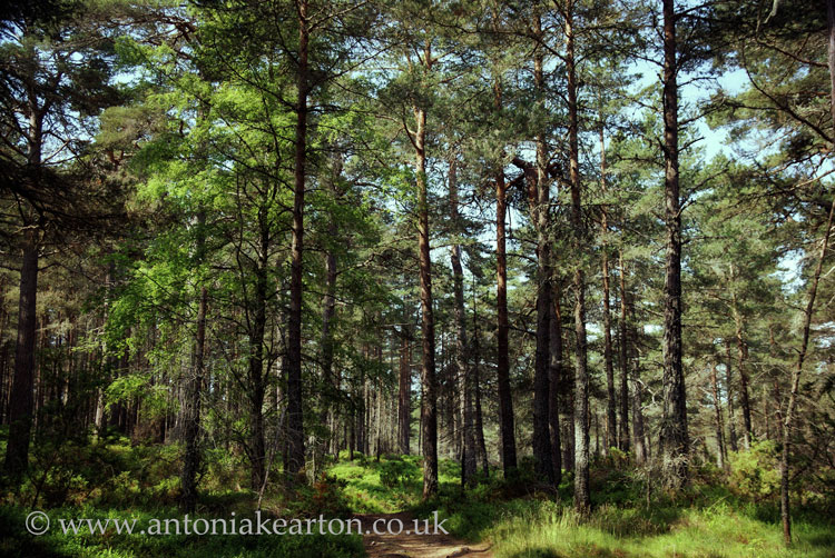 Dell Woods
